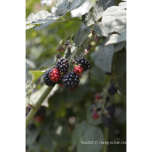 Individuel Quick Freezin-IQF Organic Blackberry Zl-1015